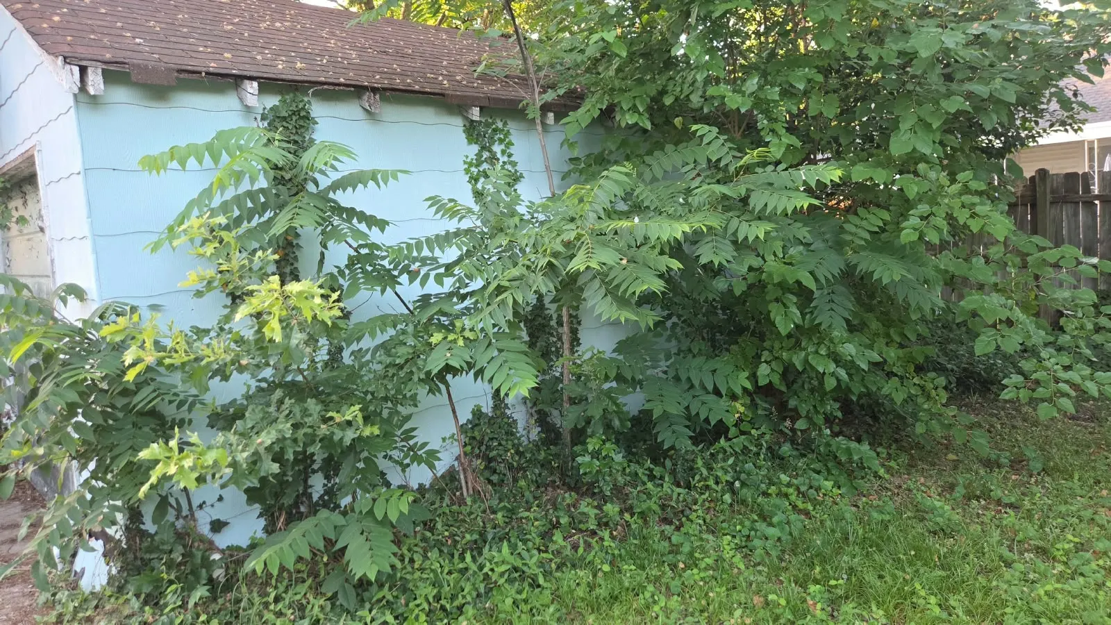 Overgrown side of a house before cleanup in Hampton, VA